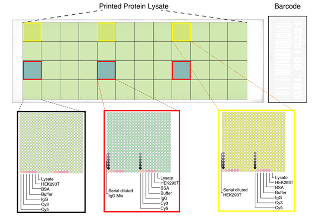 High Density Protein Microarray Specifications